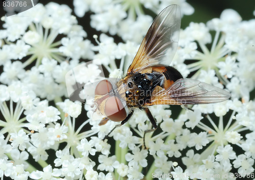 Image of Fly Tachina on a flower