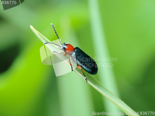 Image of Cereal leaf beetle (Oulema melanopus)