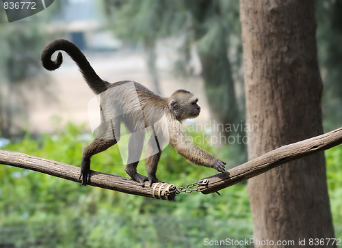 Image of Monkey