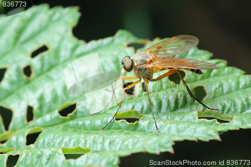 Image of Predatory Snipe-fly (Rhagio scolopaceus)