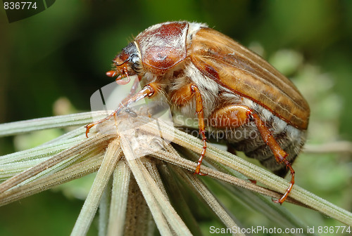Image of June Beetle (Amphimallon solstitiale) on the plant
