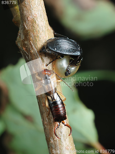 Image of Carrion beetle and earwig about an empty shell.