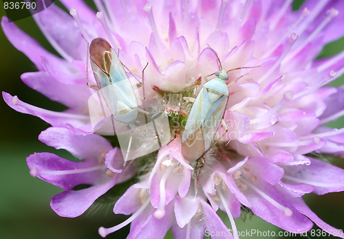 Image of Two white bug on a flower.