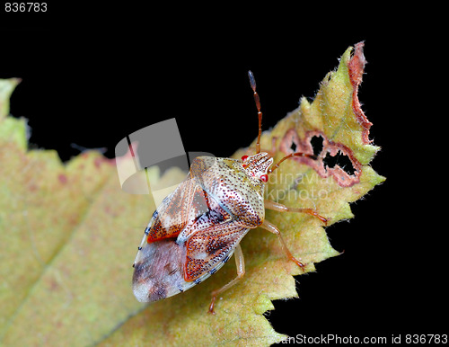 Image of Bug on a leaf