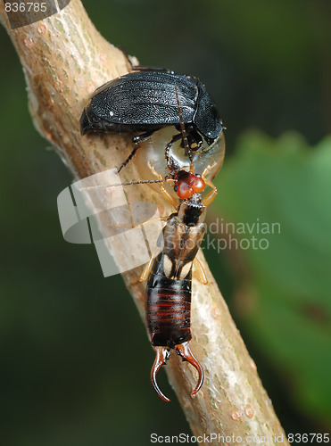 Image of Carrion beetle and earwig about an empty shell.