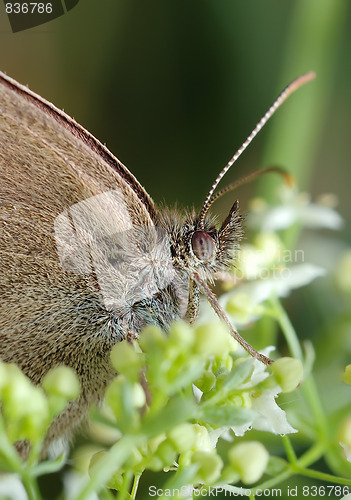 Image of Butterfly Meadow Brown on the flower