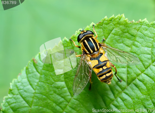 Image of Striped fly (Syrfidae) on a leaf.