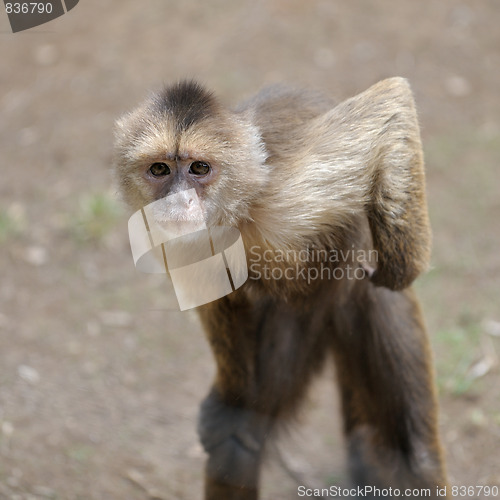Image of Monkey 
