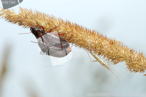 Image of Two ground beetles and the bug.