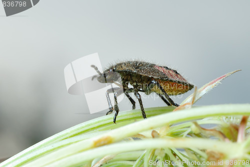 Image of Bug on a flower