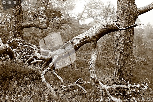 Image of Ancient pine forest