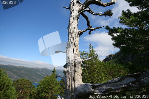 Image of Ancient pine