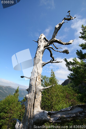 Image of Old pine tree