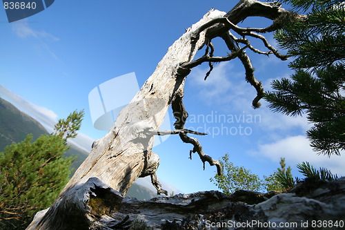 Image of Ancient pine forest