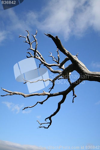 Image of Dead pine tree