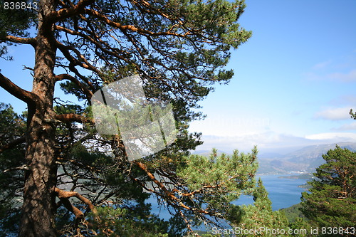 Image of Pine forest