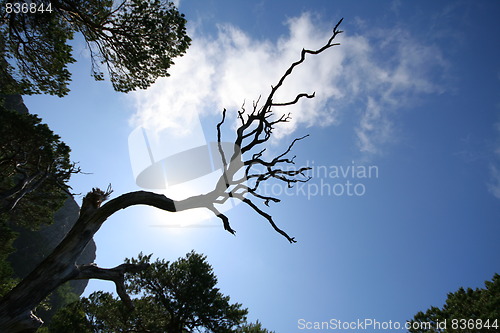 Image of Old pine forest