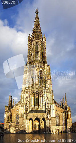 Image of ulm