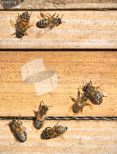 Image of bees