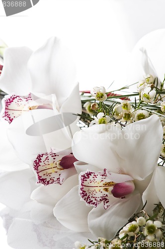 Image of Orchid