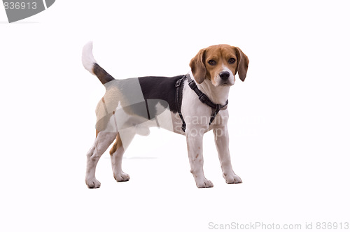 Image of adorable beagle