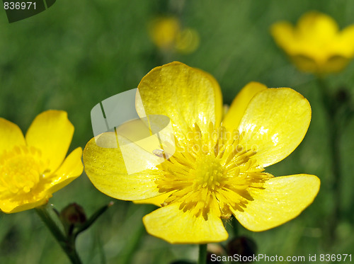 Image of Ranunculus repens