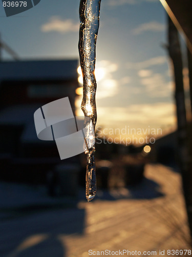 Image of Icecicle