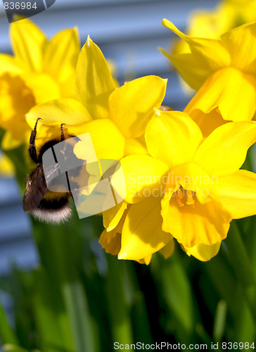 Image of Bumblebee on narcissus