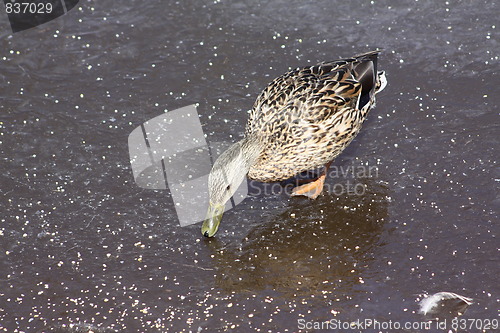 Image of Female mallard duck.