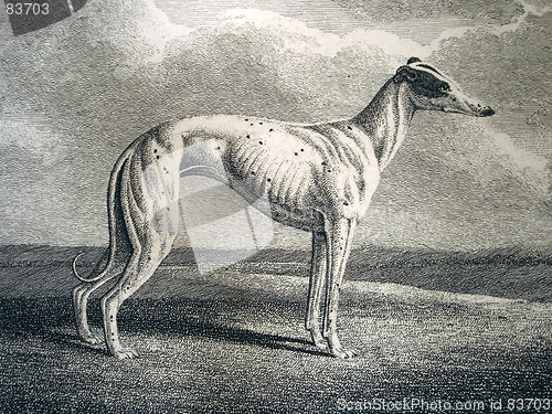 Image of dog