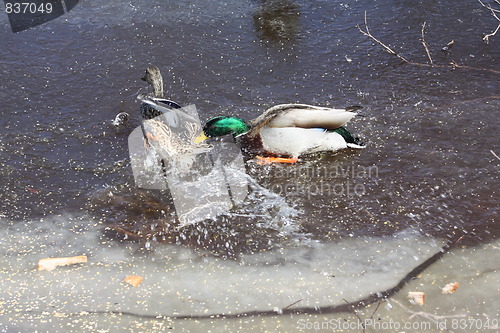 Image of Fighting ducks