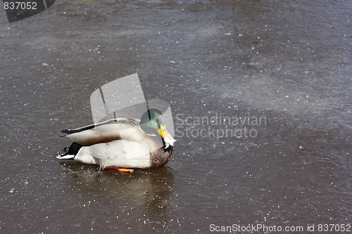 Image of Male mallard