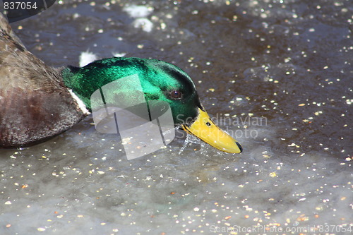 Image of Male mallard