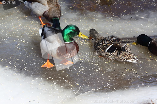 Image of Male mallard