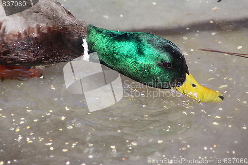 Image of Male mallard