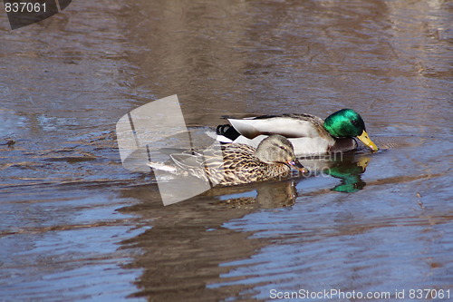 Image of Male mallard