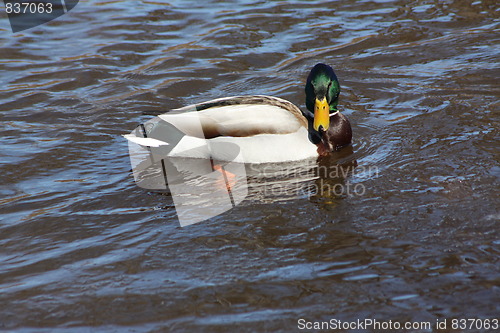 Image of Male mallard