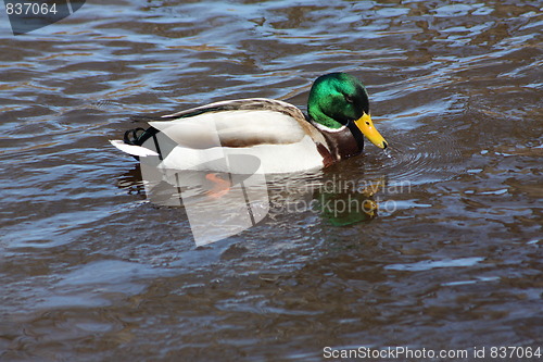 Image of Male mallard