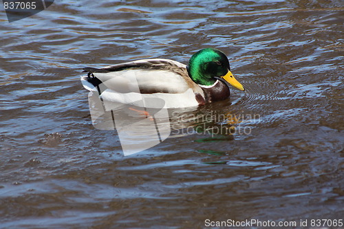 Image of Male mallard