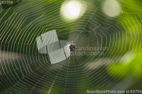 Image of spider web symmetry