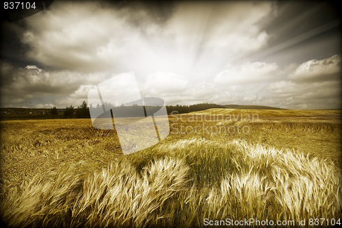 Image of Wheaten field