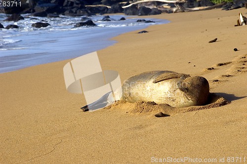 Image of sleeping monk seal