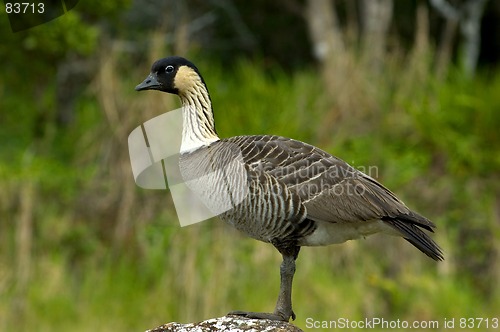 Image of nene goose
