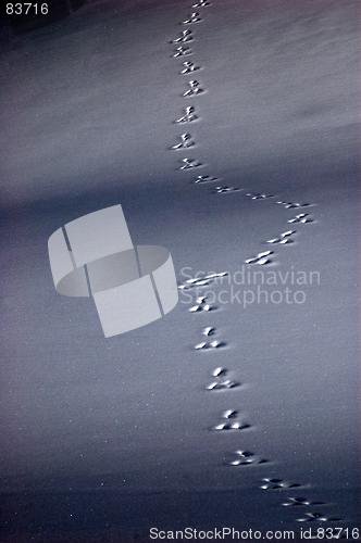 Image of snowshoe rabbit track