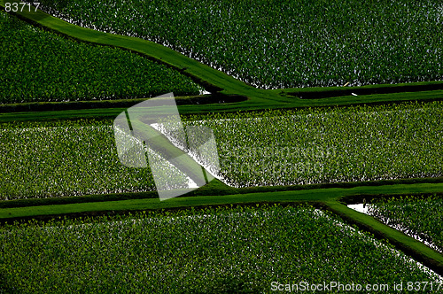 Image of taro fields