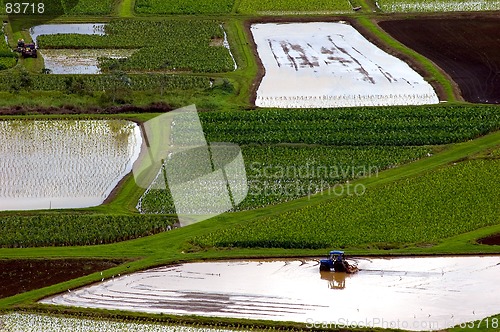 Image of working taro fields
