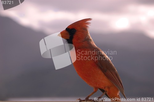 Image of small red cardinal