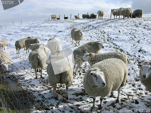 Image of sheep in the snow