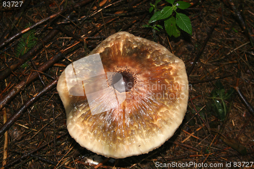 Image of Mushroom