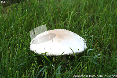 Image of Mushroom